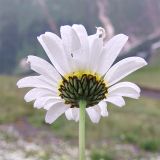 Anthemis iberica