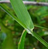 Melica altissima. Основание листа. Ростовская обл., Куйбышевский р-н, окр. с. Лысогорка, на берегу реки под деревьями. 17.07.2011.