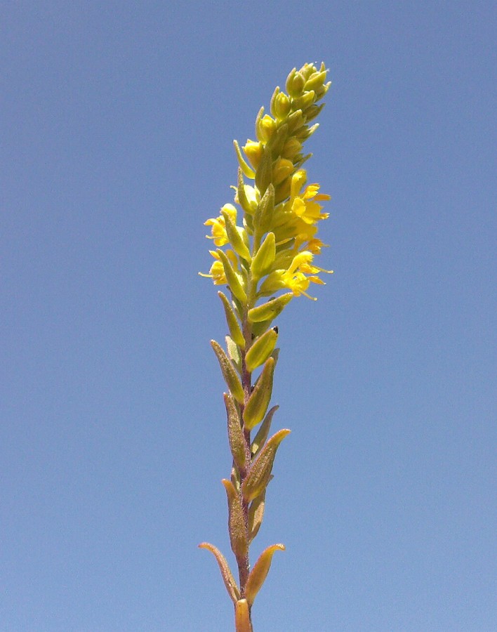 Image of Orthanthella lutea specimen.