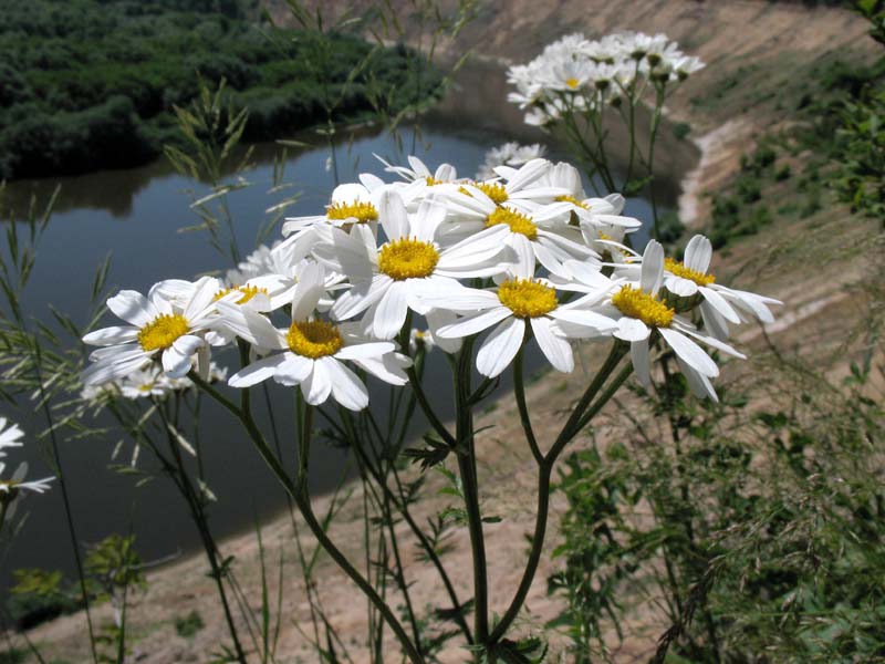 Изображение особи Pyrethrum corymbosum.