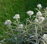 Anaphalis margaritacea. Верхушки растений с соцветиями. Московская обл., Раменский р-н, окр. дер. Хрипань, дачный участок.
