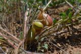 Astragalus longipetalus