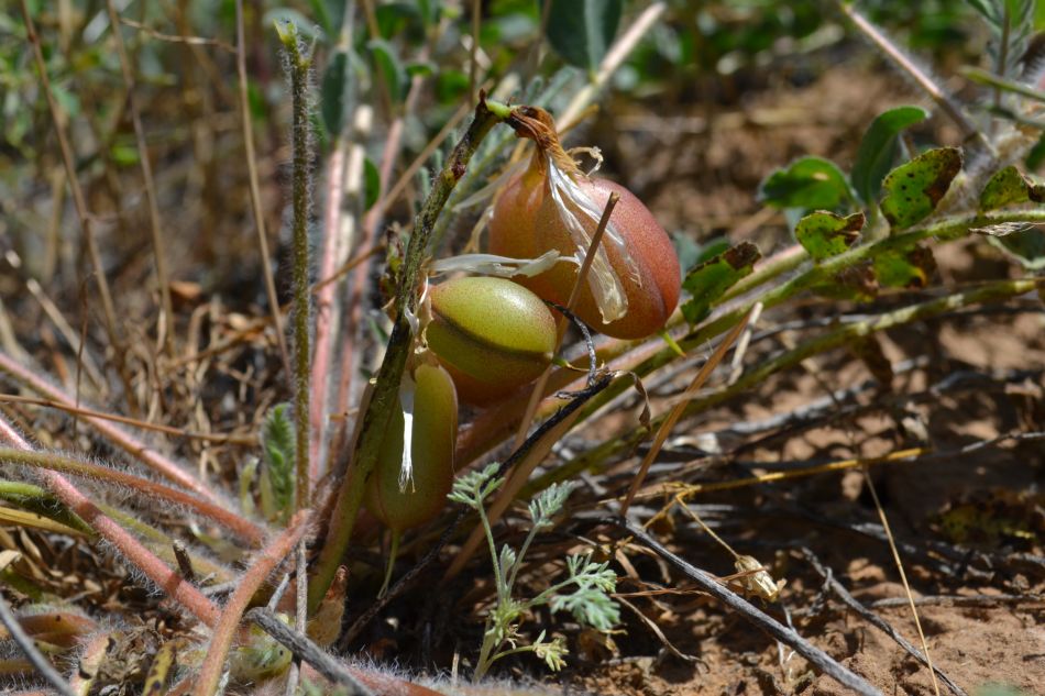 Изображение особи Astragalus longipetalus.