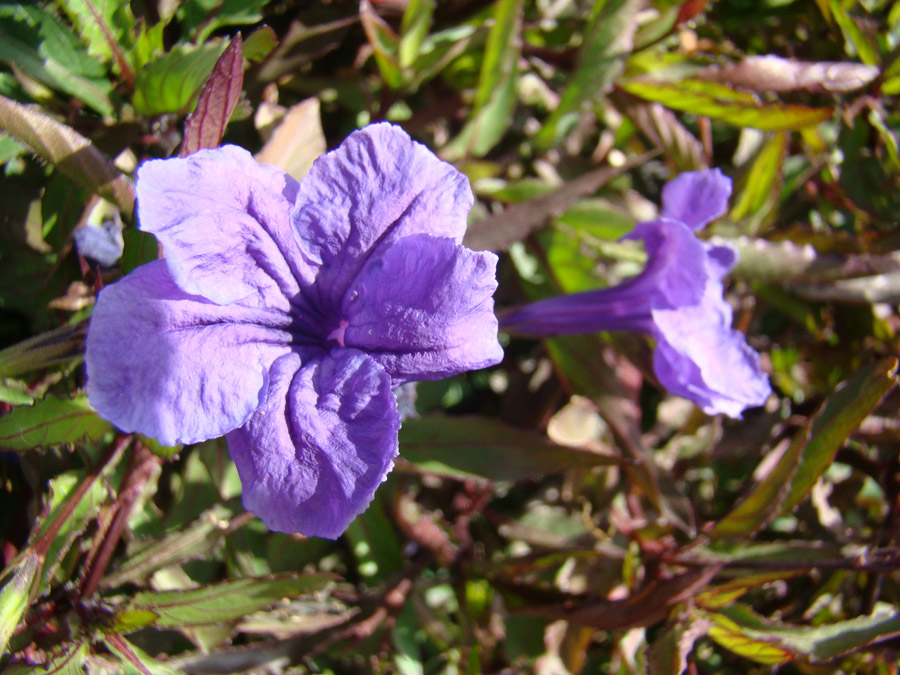 Изображение особи род Ruellia.