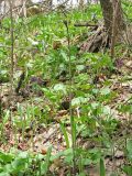 Fritillaria ruthenica