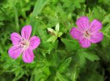 Geranium palustre