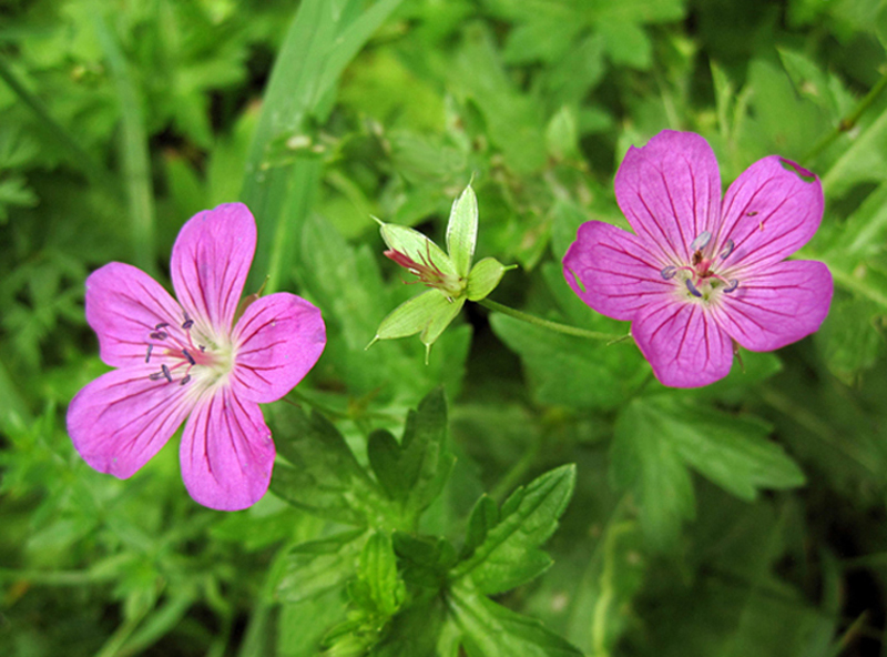 Изображение особи Geranium palustre.