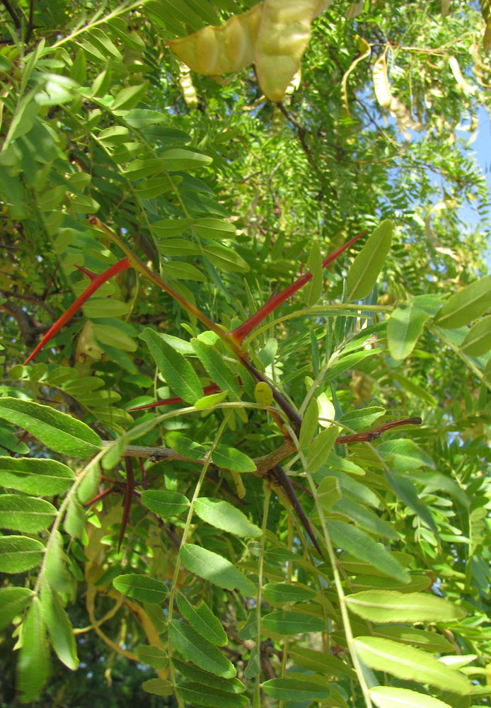 Изображение особи Gleditsia triacanthos.