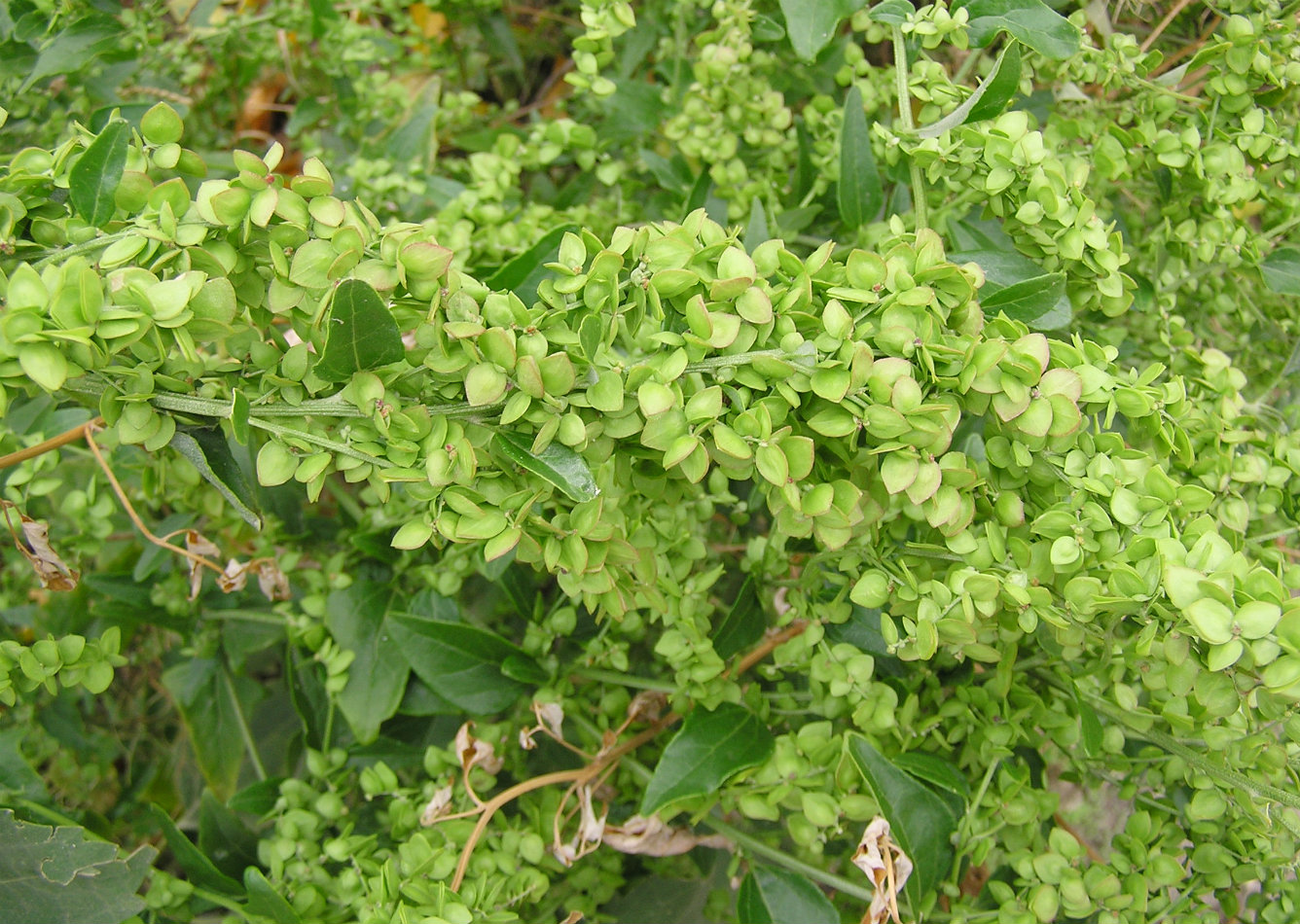 Image of Atriplex sagittata specimen.