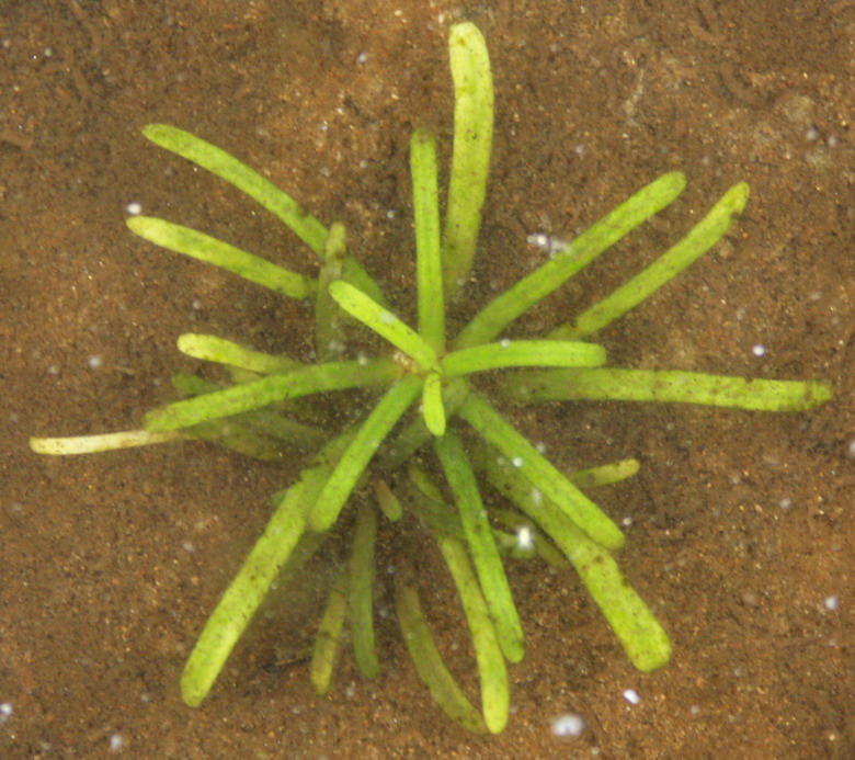 Image of Lobelia dortmanna specimen.