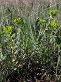 Euphorbia glareosa. Цветущие растения. Крым, Севастополь, степь. 23 апреля 2012 г.