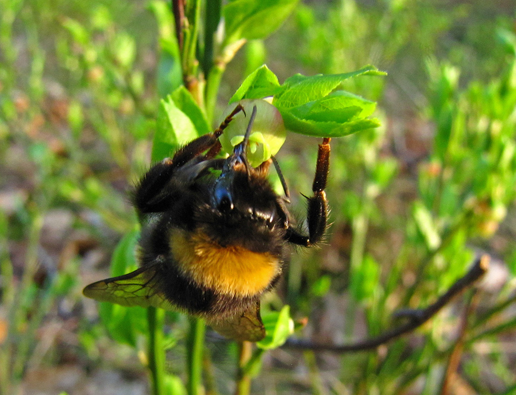 Изображение особи Vaccinium myrtillus.