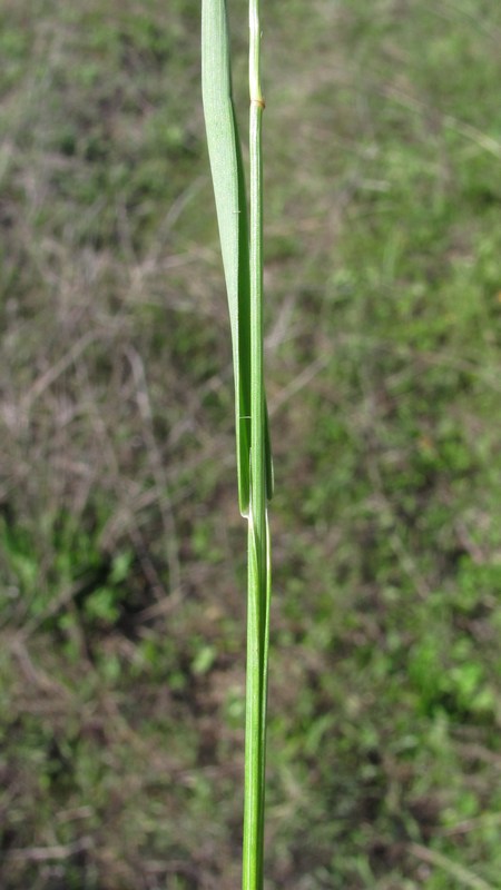 Image of Helictotrichon compressum specimen.