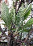 Sorbus × thuringiaca
