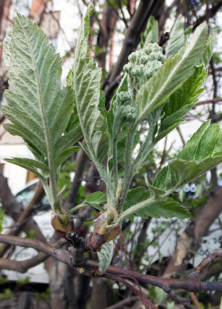 Image of Sorbus &times; thuringiaca specimen.