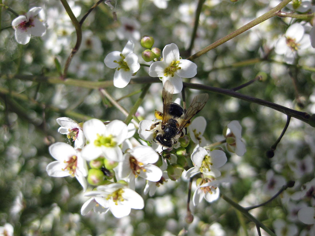 Image of Crambe tataria specimen.