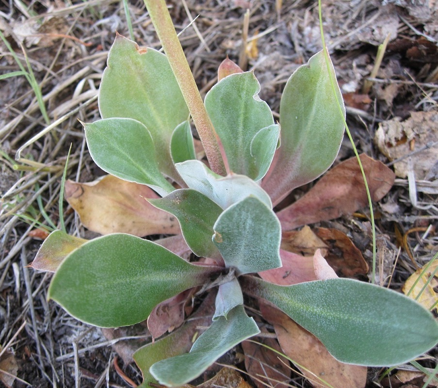 Изображение особи Goniolimon speciosum.