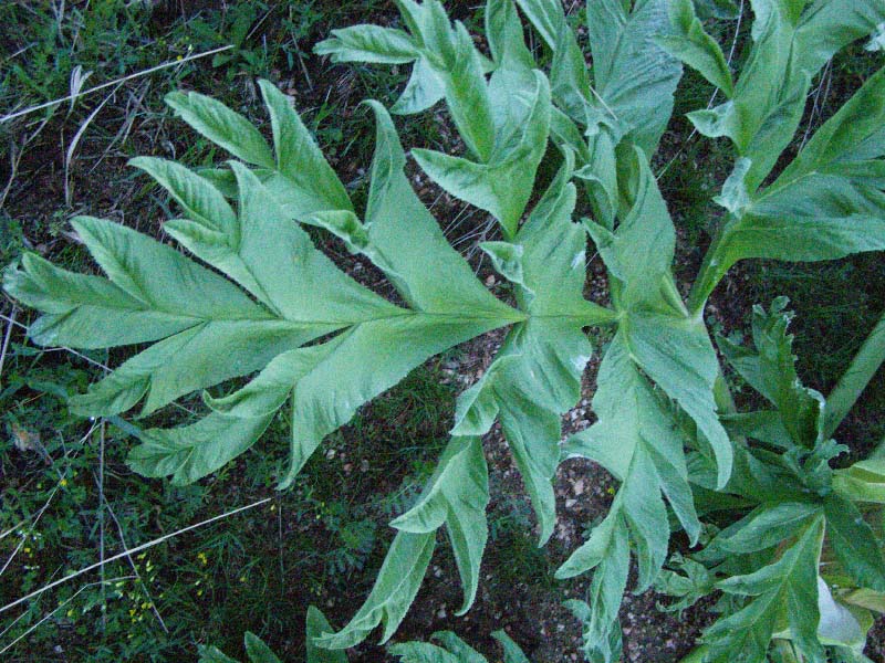 Image of Ferula kuhistanica specimen.