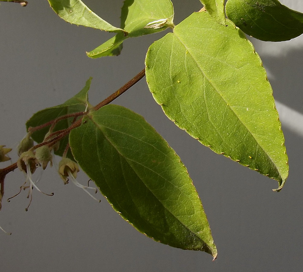 Image of Deutzia &times; carnea specimen.