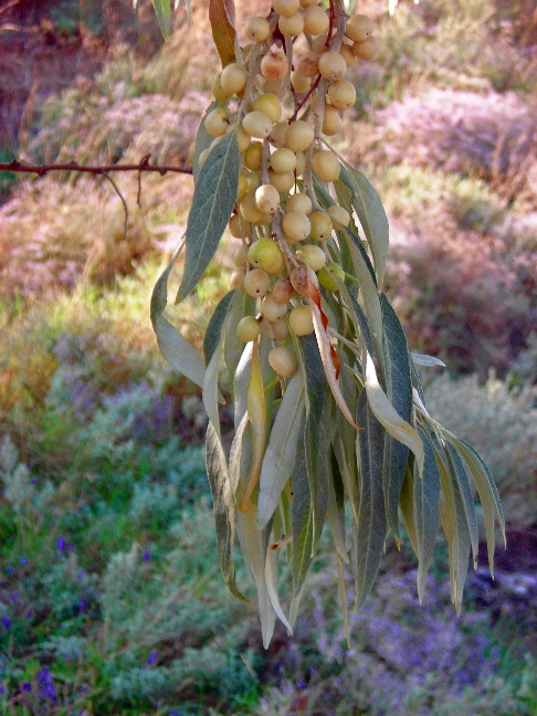 Image of Elaeagnus angustifolia specimen.