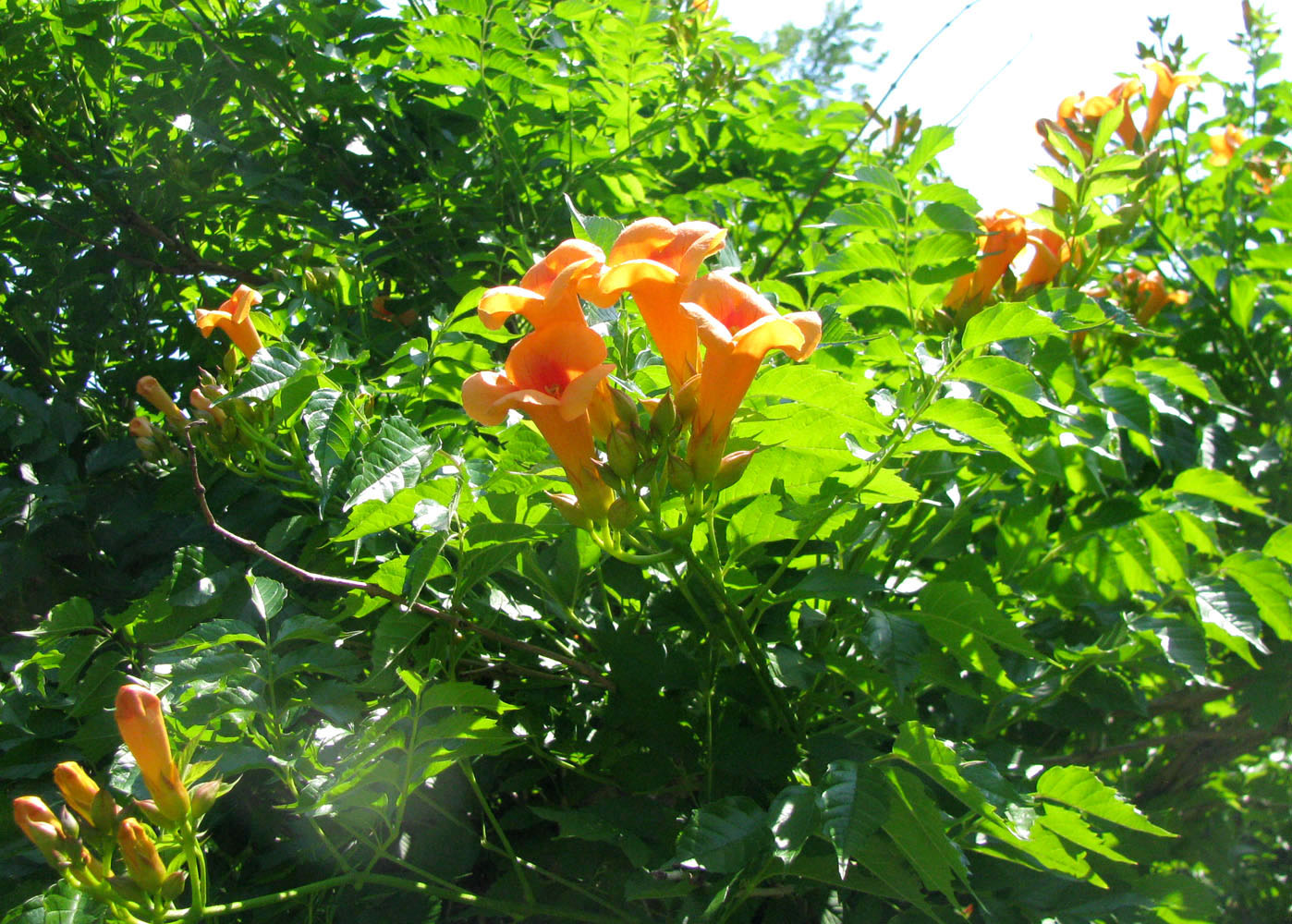 Image of Campsis radicans specimen.