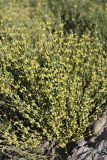 Ephedra equisetina. \"Цветущее\" растение. Южный Казахстан, горы Каракус; высота 835 м н.у.м. 20.04.2012.