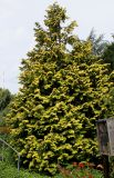 Chamaecyparis lawsoniana