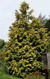 Chamaecyparis lawsoniana. Взрослое дерево (культивар ´Golden King´). Германия, г. Krefeld, ботанический сад. 31.07.2012.