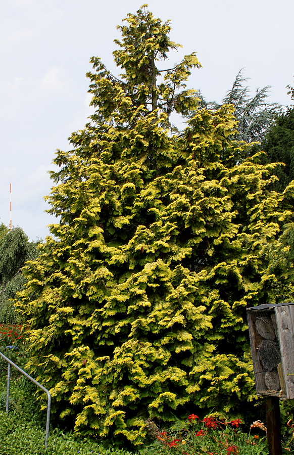 Image of Chamaecyparis lawsoniana specimen.