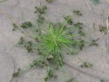 Cyperus fuscus