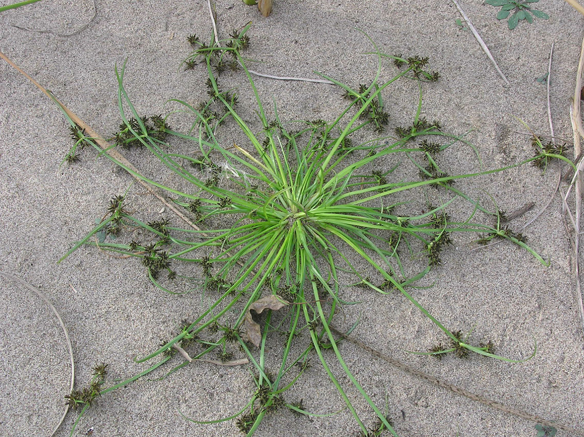 Image of Cyperus fuscus specimen.