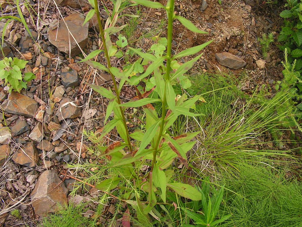 Изображение особи Solidago virgaurea ssp. dahurica.