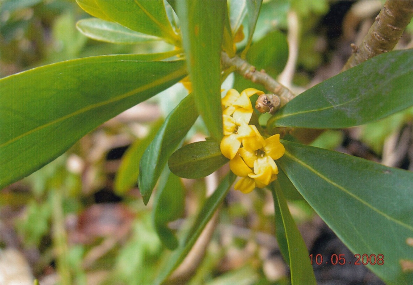 Image of Daphne jezoensis specimen.