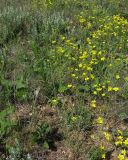 Galium octonarium. Цветущее растение в петрофитной нагорной степи. Ростовская обл., Куйбышевский р-н, окр. пос. Лысогорка. 15.05.2012.