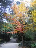 Parrotia persica