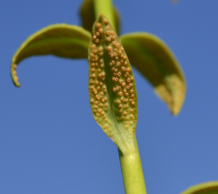 Изображение особи Euphorbia virgata.