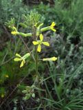 Erysimum canescens