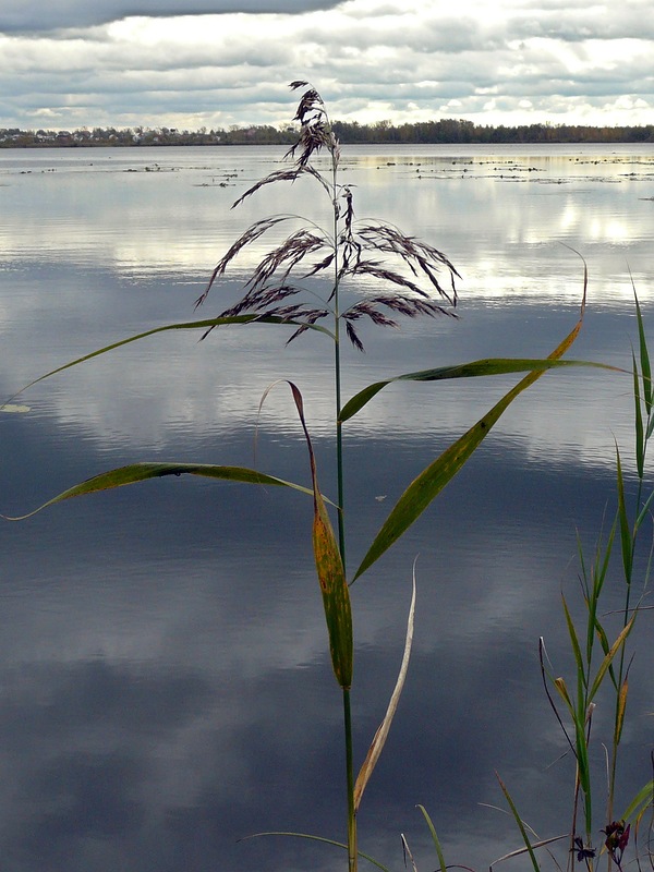 Изображение особи Phragmites australis.