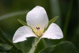 Trillium camschatcense