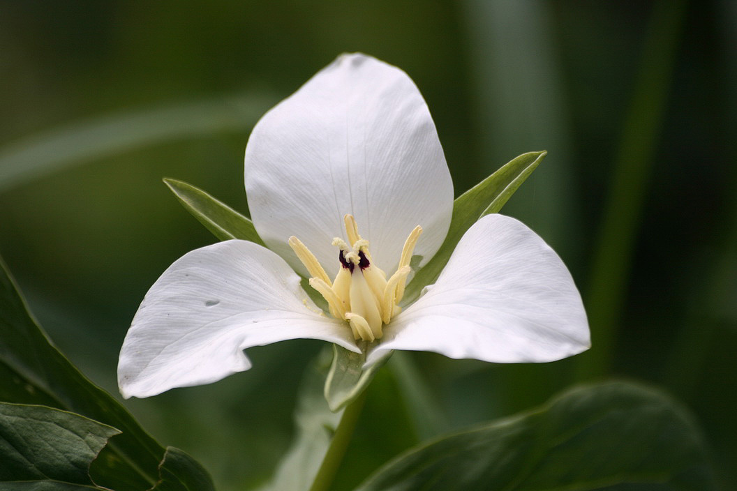 Image of Trillium camschatcense specimen.