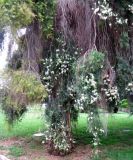 Melaleuca alternifolia. Нижняя часть кроны цветущего дерева. Франция, Приморские Альпы, г. Ницца, сквер Leclerc у площади Массена. 20.06.2012.