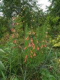 Penstemon barbatus