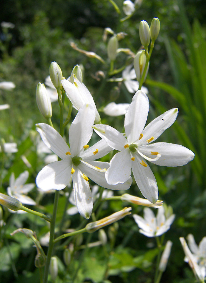 Image of Anthericum liliago specimen.