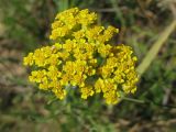 Achillea leptophylla