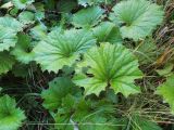 Tussilago farfara