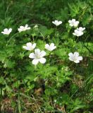 Geranium pseudosibiricum