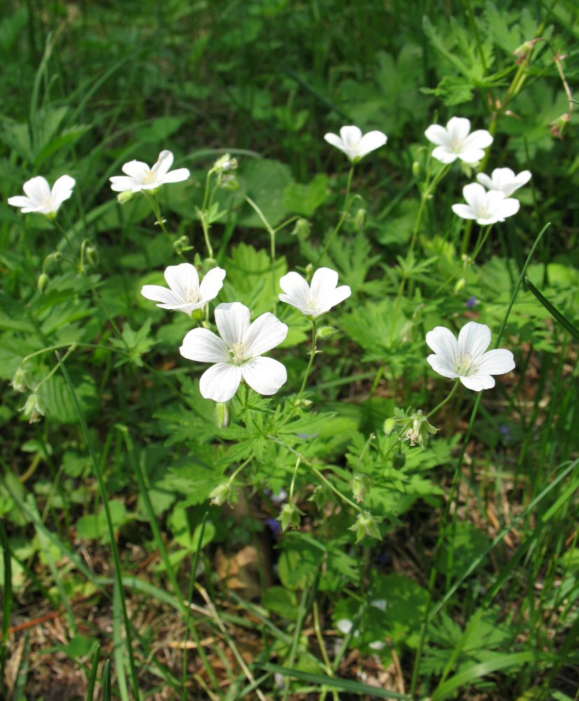 Изображение особи Geranium pseudosibiricum.