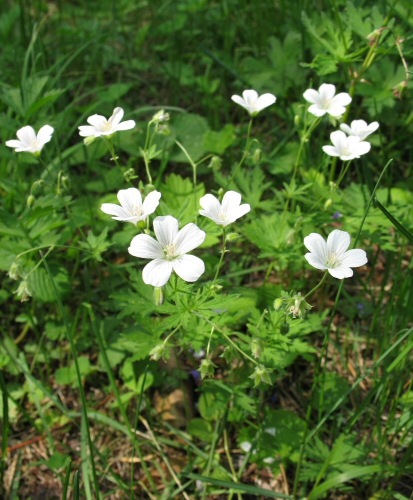 Изображение особи Geranium pseudosibiricum.