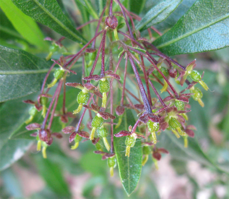 Изображение особи Dodonaea viscosa.