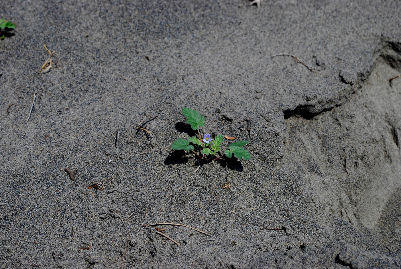 Image of Erodium oxyrhynchum specimen.